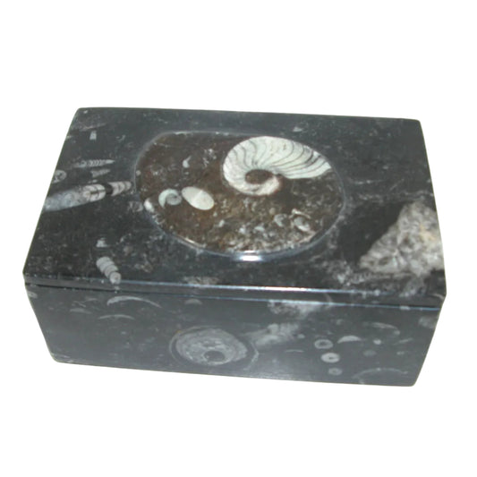 Orthoceras Fossil Rectangular Box FOSS04
