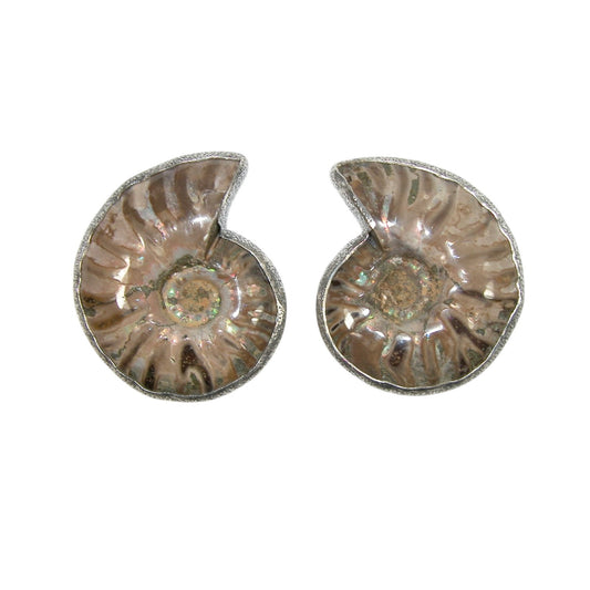 33924A Ammonite Sterling Silver Earrings